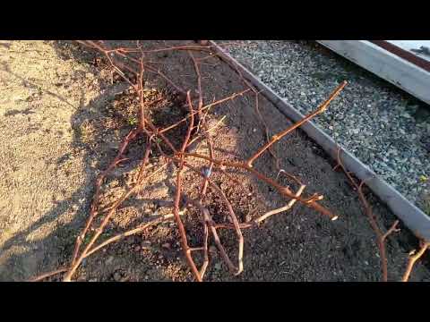 Видео: Виноград в Приморском Крае 🍇Последовательно... За саженцами... Кто куда,... хоть бы повезло.