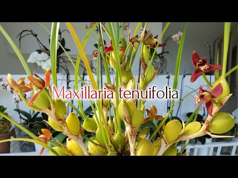 Видео: Maxillaria tenuifolia Цветение 2022
