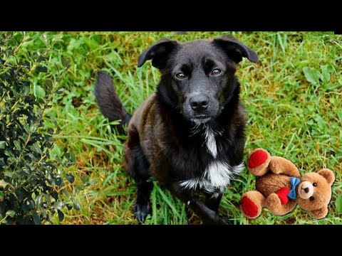 Видео: - Ух ты! Что это? – пёс выскочил из кустов с игрушкой, находка шокировала хозяина…