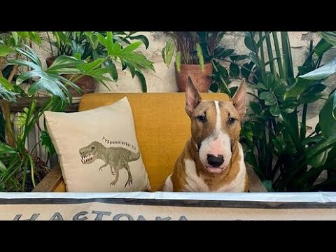 Видео: TROPICAL SPACE PRO.Änta’s-  тропический рай в Петербурге)