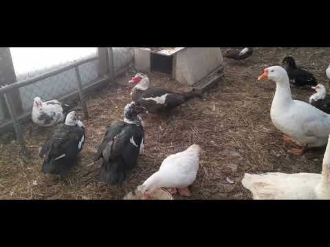 Видео: Индоутки, гуси//перемены в утятнике...