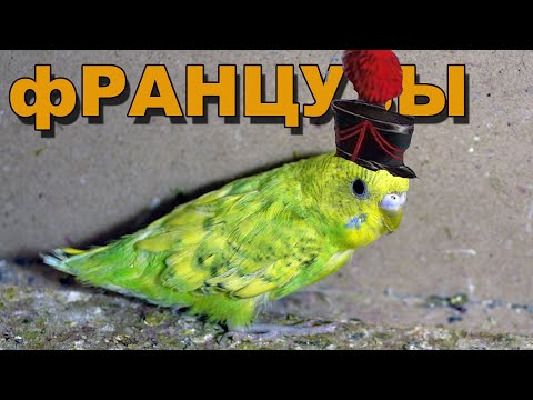 Видео: Французская линька у волнистых попугаев
