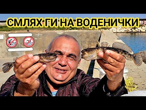 Видео: Огромни хищници на пилешки воденички! Пролетен риболов на попчета по дупките!