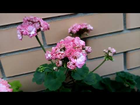 Видео: Не крупные пеларгонии для пышного цветения