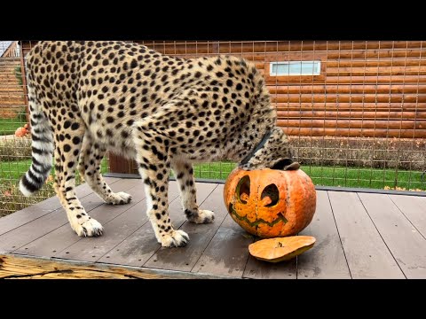 Видео: Милашке гепарду сделали милую тыкву на Halloween 🎃. Герда нырнула в тыкву!