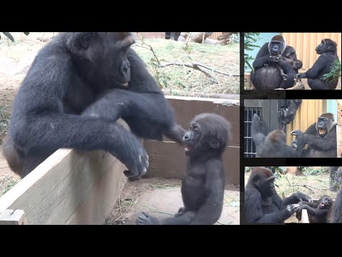 Видео: Горилла⭐️Не трогай! Кинтаро интересуется отцом, но мать не позволяет этого. 【Семья Момотаро】
