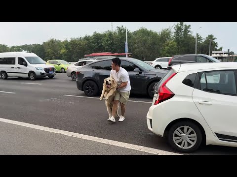 Видео: Спасли толстого пса с дороги, а через день снова его «потеряли»...