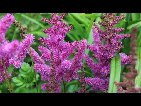 Видео: Об астильбах - с любовью!