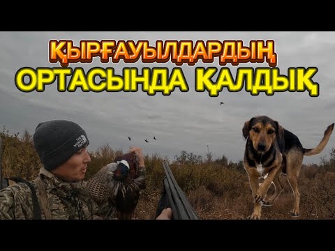 Видео: Чапаға көз тиді ма? Қырғауылға аңшылық. Супер охота. Охота на фазана 2024