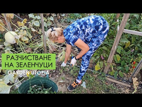 Видео: #Ден 22 от 90 ДНИ НА СЕЛО: Празнуваме НЕЗАВИСИМОСТТА в зеленчуковата градина