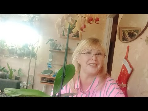 Видео: 11.11.2025. КАКИЕ  ПРЕДСТАВЛЕНИЯ О МОДЕ ОРХИДЕЙ ?, МОЖНО ЛИ ЭТО УТВЕРЖДАТЬ И ОБСУЖДАТЬ ☀️🌺🙋