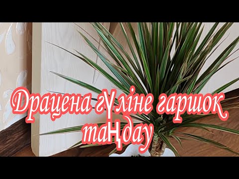 Видео: Драцена гүліне гаршок таңдау. Топырақ дайындау. Гүлдер әлемі. Үй гүлдеріне күтім жасау.