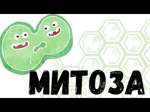 Видео: МИТОЗА I ВСИЧКИ ФАЗИ НА МИТОЗАТА I ДЕЛЕНЕ НА КЛЕТКАТА I Профаза Метафаза Анафаза Телофаза Интерфаза