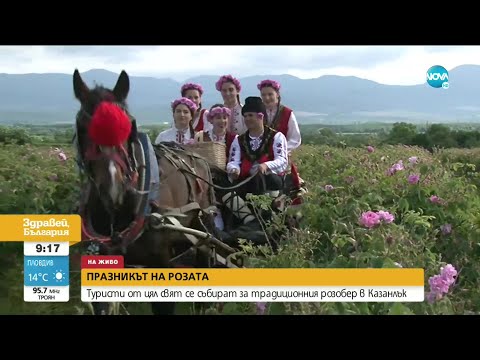 Видео: Туристи от цял свят се събират за традиционния розобер в Казанлък - Здравей, България (03.06.2021)