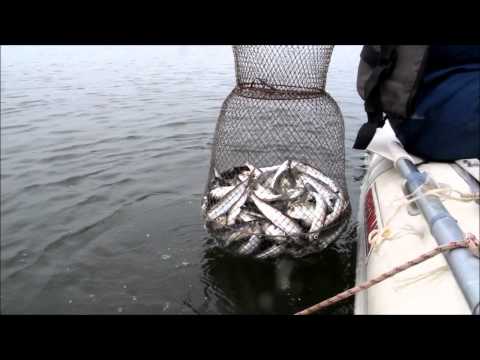 Видео: Салака Балтийского моря.