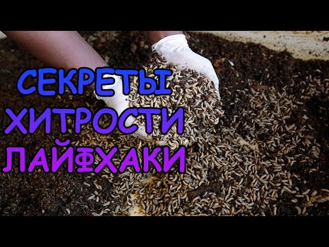 Видео: ЧЕРНАЯ ЛЬВИНКА. КОРМОВАЯ КУЛЬТУРА НЕ ДЛЯ НОВИЧКОВ. ПОЛНАЯ ТЕХНОЛОГИЯ