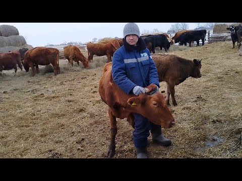 Видео: Сұрақтарға жауап