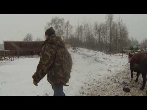 Видео: Содержание герефордов