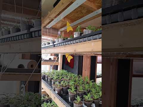 Видео: 🌸Калибрахоа-выращиваем на стеллаже в зимний период🌸