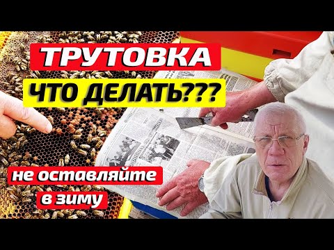 Видео: Работы на пасеке в октябре Матка отрутневела Горбатый расплод