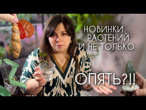 Видео: СНОВА НОВИНКИ: растения, кашпо, аксессуары