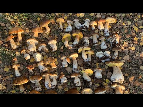 Видео: Нашествие белых Грибов . Рязань . 16.10.2022.