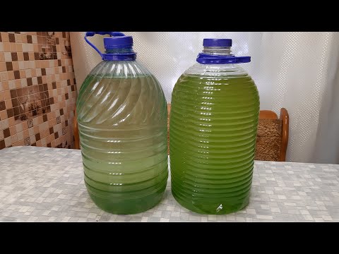 Видео: ХЛОРЕЛЛУ БОЛЬШЕ НЕ КУПЛЮ ПРОСТО ВЫРАЩИВАЮ ПОЛИВАЮ ЦВЕТЫ ПОДКАРМЛИВАЮ РАССАДУ@obovsemsmarusya