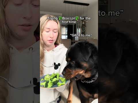 Видео: “Ммммей😋” #ротвейлер #собаки #смешно #щенок #питомцы