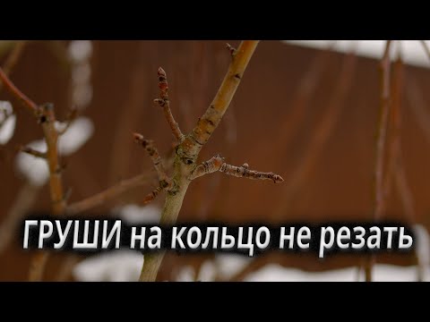 Видео: Как оказалось груши прекрасно закладывают плодовую древесину на всех побегах, но не все