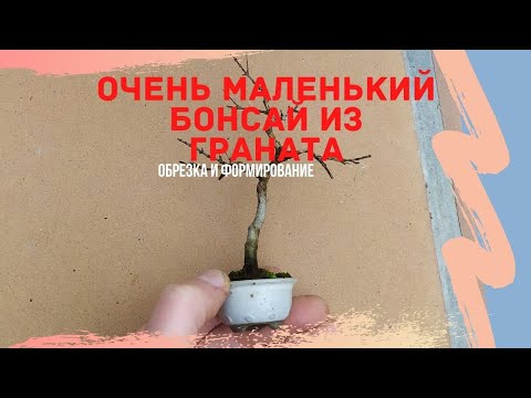 Видео: Бонсай из граната. Формирование и пересадка бонсай из граната нана. Очень маленький бонсай!