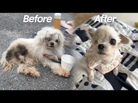 Видео: Вот что происходит, когда у тебя есть семья [Чигым-и, Соони.-Часть 7]