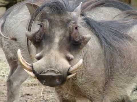 Видео: Наши путешествия. Трофейная охота в ЮАР