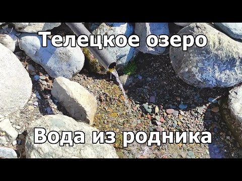 Видео: Село Яйлю. Озеро Телецкое. Родниковая вода. Горный Алтай. Влог 7.