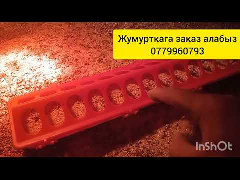 Видео: Жаңыдан жөжө багып баштагандарга маанилүү маалымат жумурткаларга заказ алабыз 0779960793