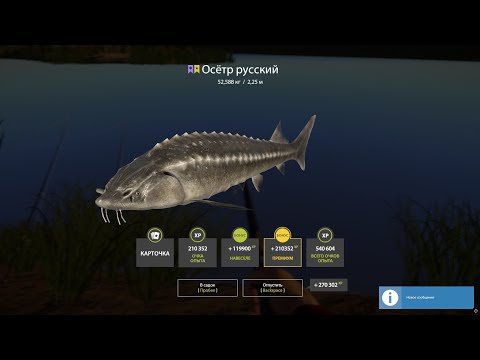 Видео: Трофейный Русский Осётр 52 Кг - Русская Рыбалка 4