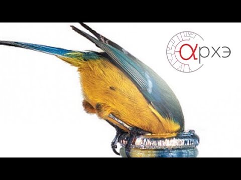 Видео: Павел Квартальнов: "Пернатые гении и простаки"