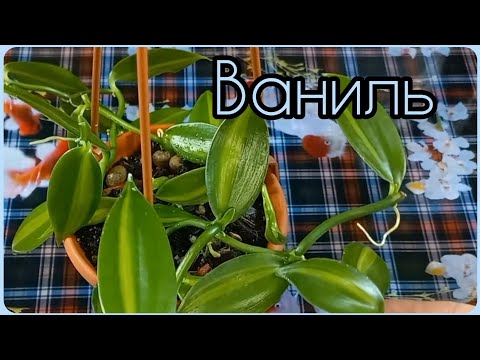 Видео: Орхидея Ваниль🌱Экзот с покладистым характером👍Быстрое РАЗМНОЖЕНИЕ и формирование🌱Пересадка🌸Грунт🌱