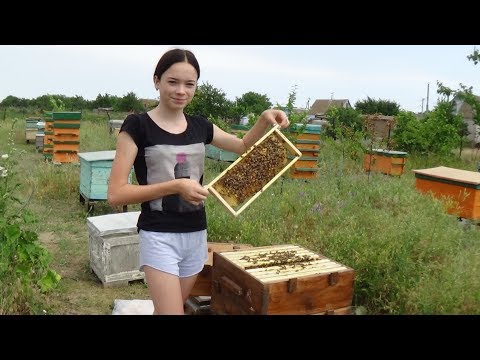 Видео: Летнее развитие малоформатного улья