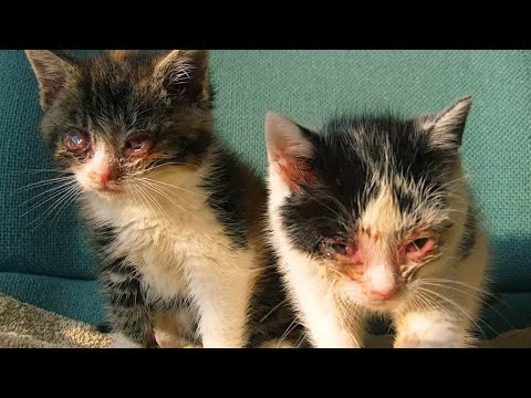 Видео: Люди проходили мимо брошенных котят, пока не посмотрели им в глаза!