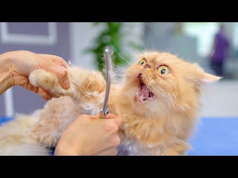 Видео: Милая и забавная кошачья стрижка!😻🛁✂️❤️