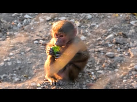 Видео: Шалят гормоны - Донна Роза подралась с Истеритой. Педро еле успокоил! Ждем пополнения в Дом2!