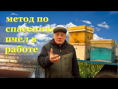 Видео: Метод по спасению пчел Как подсилить слабую пчелиная семья Пчеловодство зимовка пчел