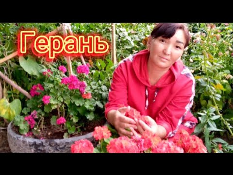 Видео: Герань гүлін көбейту және жылдам өсіру 🌺 Өте оңай 🌺Гүлдер әлемі.