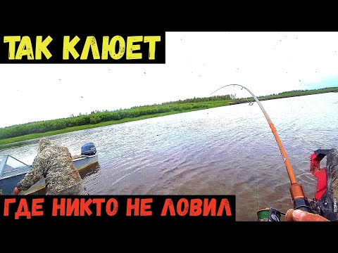 Видео: ТАК КЛЮЕТ ТОЛЬКО ТАМ ГДЕ НИКТО НЕ ЛОВИТ.