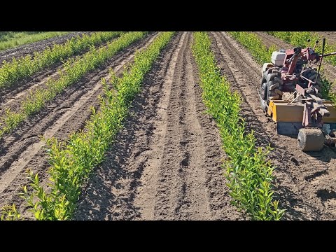 Видео: КЛОНОВЫЙ ПОДВОЙ СЛИВЫ ВПК-1. НА ЧТО ОБРАЩАТЬ ВНИМАНИЕ ДЛЯ ПОЛУЧЕНИЯ КАЧЕСТВЕННОГО МАТЕРИАЛА?