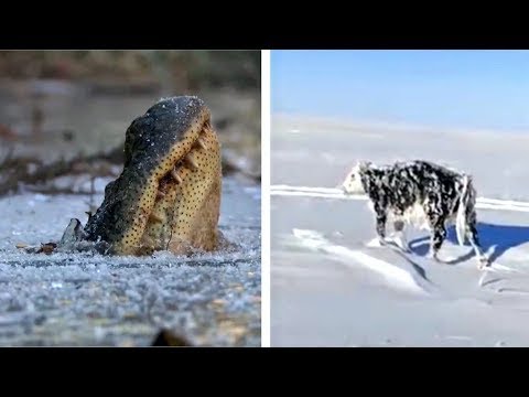 Видео: МҰЗҒА ҚАТЫП ҚАЛҒАН ЖАНУАРЛАР