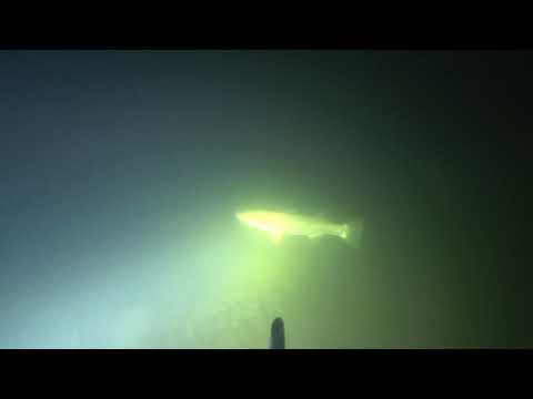 Видео: Подводная охота 4 февраля 2021. Р. Дон