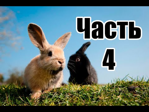 Видео: Содержание кроликов на улице/На что обратить внимание, что бы не потерять выгодный вес!?/Часть 4.
