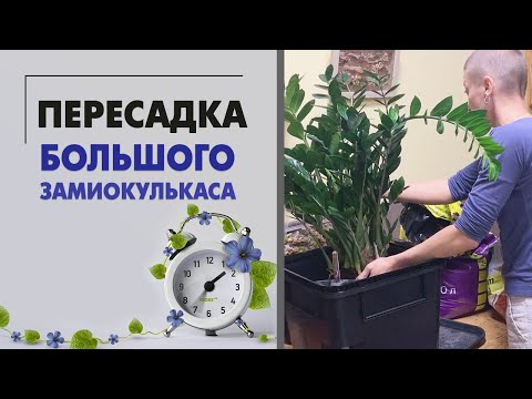 Видео: Пересадка большого замиокулькаса | Мое мнение о горшках Лечуза