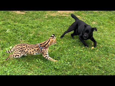 Видео: ПОВЗРОСЛЕВШИЙ СЕРВАЛ НАПУГАЛ ОГРОМНОГО ПСА